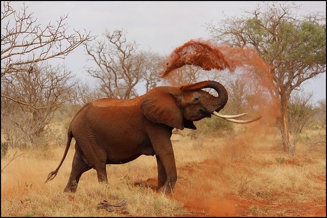 Elephant throwing soil over his back
